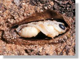 Junge Puppe der Sandwespe Ammophila sabulosa