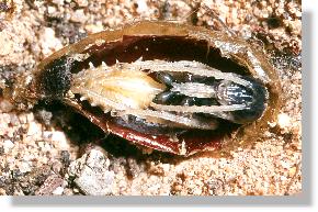 Reifende Puppe der Sandwespe Ammophila sabulosa