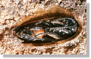 Reife Puppe der Sandwespe Ammophila sabulosa