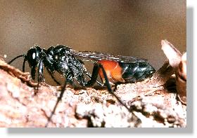 Frisch geschlpfte Sandwespe Ammophila sabulosa