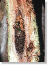 Blattwespenkokon in der verlassenen Galle des Kleinen Pappelbocks (Saperda populnea)