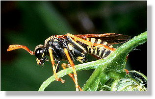 Wespe oder nicht Wespe? Blattwespe (Tenthredo scrophulariae)