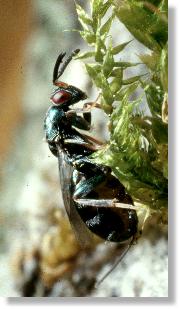 Erwachsenes Weibchen der Erzwespe Monodontomerus obsoletus