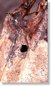 Schlupfloche einer Erzwespe (Gattung Torymus) in der Galle der Distel-Bohrfliege