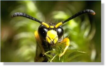 Please be careful. A wasp may sting.