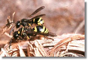 Lehmwespen von Ancistrocerus parietum bei der Paarung