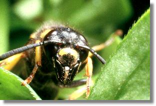 Die Lehmwespe Ancistrocerus parietum, Weibchen