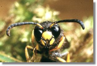 Die Lehmwespe Ancistrocerus parietum, Mnnchen