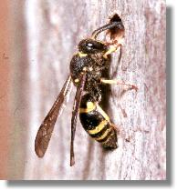 Die Lehmwespe Ancistrocerus parietum an einem Kferloch