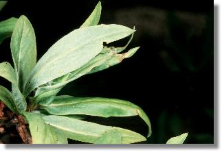 Jagdgebiet der Lehmwespe Ancistrocerus parietum: zusammengesponnene Blätter des Seidelbastes