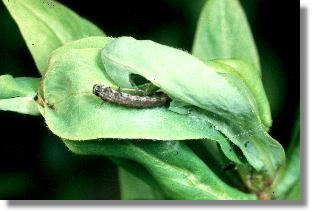 Opfer von Ancistrocerus parietum: Raupe eines Kleinschmetterlings