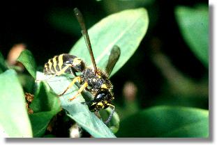 Ancistrocerus parietum ergreift die Raupe