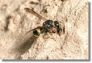 Ancistrocerus parietum verschliet das Nest