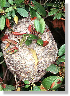 Mittlere Wespe (Dolichovespula media)