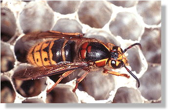 Mittlere Wespe (Dolichovespula media)