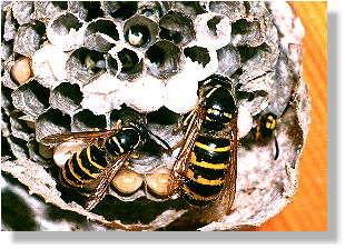 Dolichovespula saxonica (Schsische Wespe)