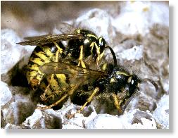 Sächsische Wespe bei der Paarung im Nest