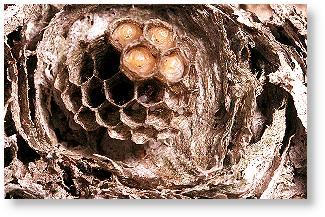 Nest von der Sächsischen Wespe mit en ersten vier reifen Larven