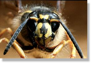 Knigin von Dolichovespula saxonica