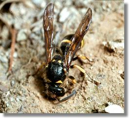 Gymnomerus laevipes rollt Kugeln aus feuchtem Lehm