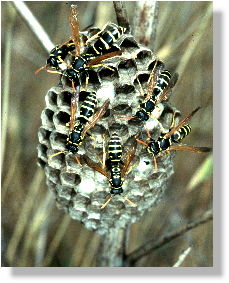 Gallische Feldwespe (Polistes gallicus)