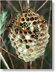 Polygynes Nest von Pollistes gallicus