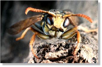 Mnnchen von Polistes gallicus