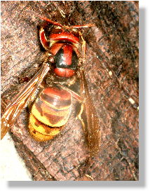 Hornisse (Vespa crabro)