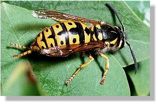 Knigin der Deutschen Wespe (Vespula germanica)