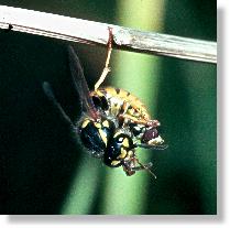 Deutsche Wespe (Vespula germanica) bei der Verarbeitung von Beute für die Larven