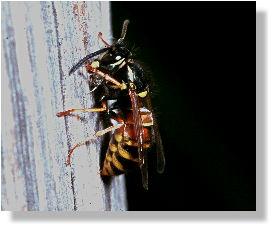 Paravespula rufa (Rote Wespe) beim Abschaben von Holz