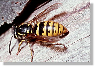 Knigin von Vespula vulgaris (Gemeine Wespe)