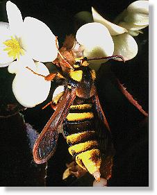 Bienenglasflgler (Aegeria apiformis), Weibchen