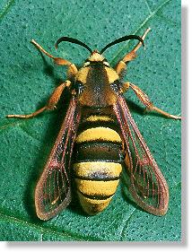Bienenglasflgler (Aegeria apiformis), Mnnchen, frisch geschlpft