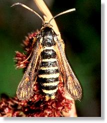 Himbeer-Glasflgler (Bembecia Hylaeiformis)