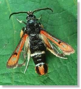 Johannisbeer-Glasflgler (Chamaesphecia chrysidiformis)