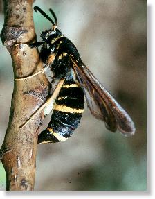 Kleiner Pappel-Glasflgler (Paranthrene tabaniformis)