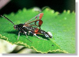Ameisen-Glasflügler (Synanthedon formicaeformis)