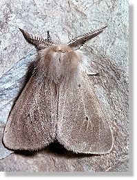 Graubär (Diaphora mendica), Männchen, helle Form