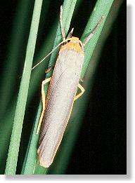 Gelbleibiger Gelbsaum-Flechtenbr (Eilema complana)