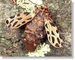 Weibchen des Parasit-Flechtenbren (Ocnogyna parasita)