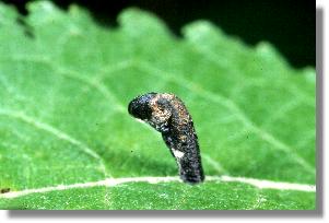 Verpuppungssack des Kleinschmetterlings Coleophora vibicella