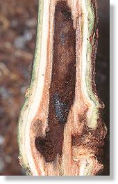 Galle des Kleinen Pappelbocks (Saperda populnea) mit Puppe eines Kleinschmetterlings