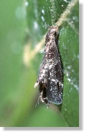 Kleinschmetterling aus der Galle des Kleinen Pappelbocks (Saperda populnea)