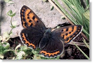 Weibchen des Blauschillernden Feuerfalters (Lycaena helle)