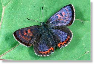 Mnnchen des Blauschillernden Feuerfalters (Lycaena helle)