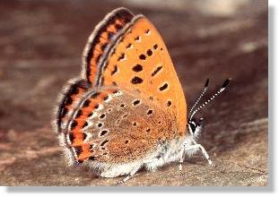 Weibchen des Blauschillernden Feuerfalters (Lycaena helle)