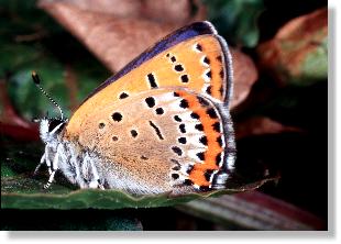 Mnnchen des Blauschillernden Feuerfalters (Lycaena helle)