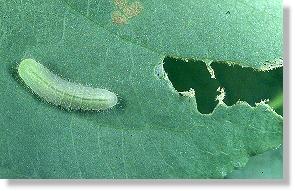 Mittelalte Raupe des Blauschillernden Feuerfalters (Lycaena helle)