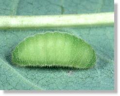 Verpuppende Raupe des Blauschillernden Feuerfalters (Lycaena helle)